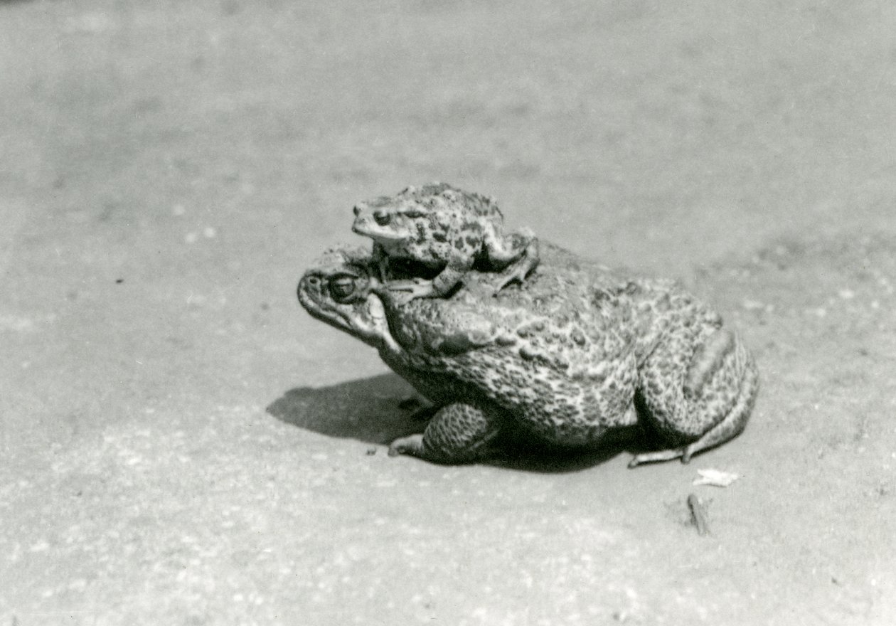 Eine europäische Kröte, die auf einer Riesenkane-Kröte sitzt, London Zoo, August 1923 von Frederick William Bond