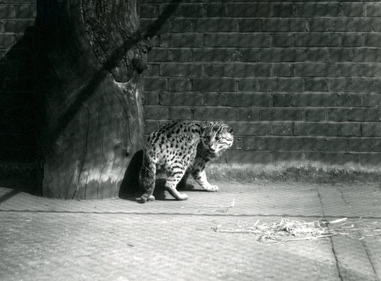 Eine Fischkatze im Londoner Zoo, Juli 1921 von Frederick William Bond