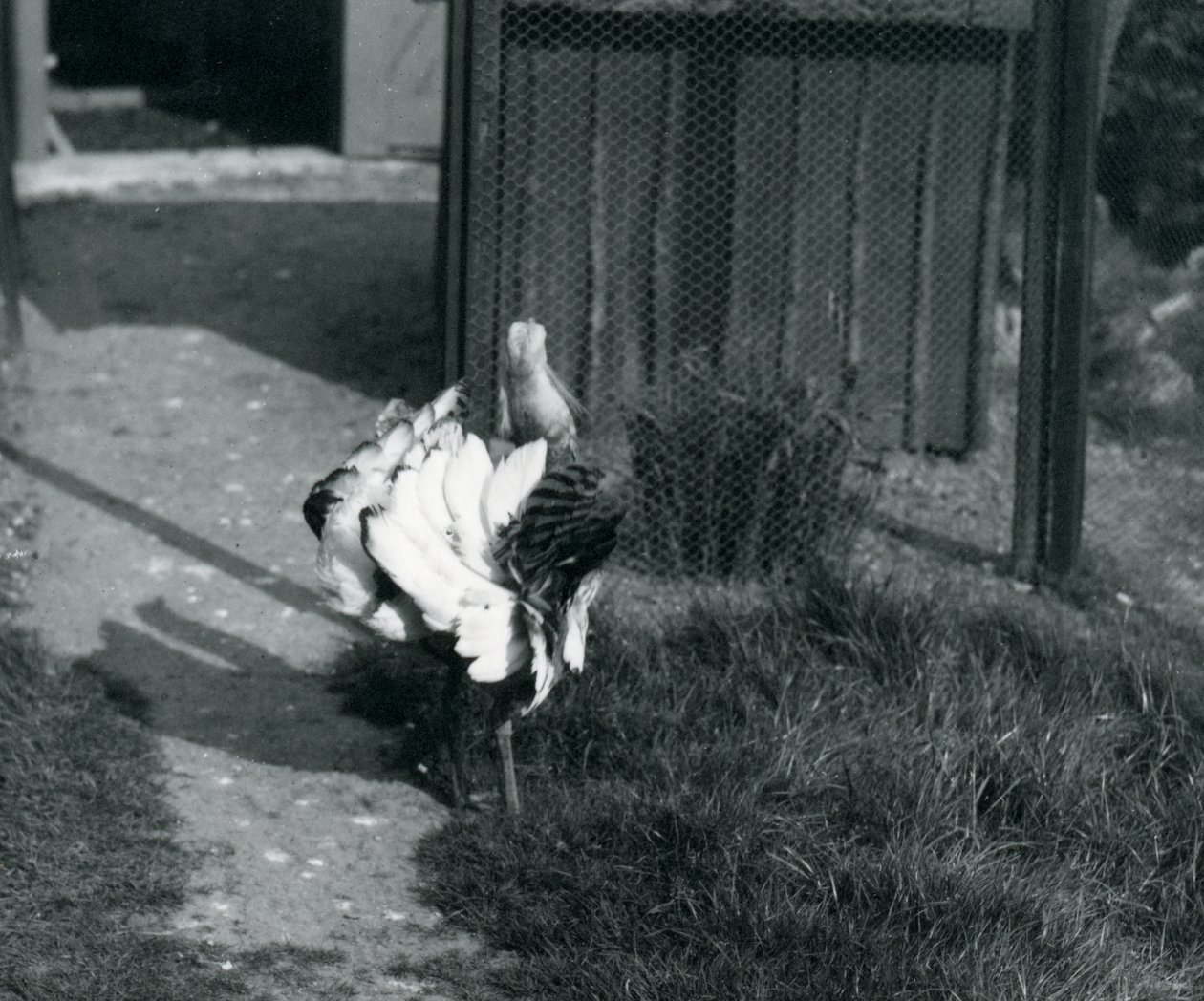 Eine Großtrappe zeigt ihre Federn im Londoner Zoo, Mai 1914 von Frederick William Bond