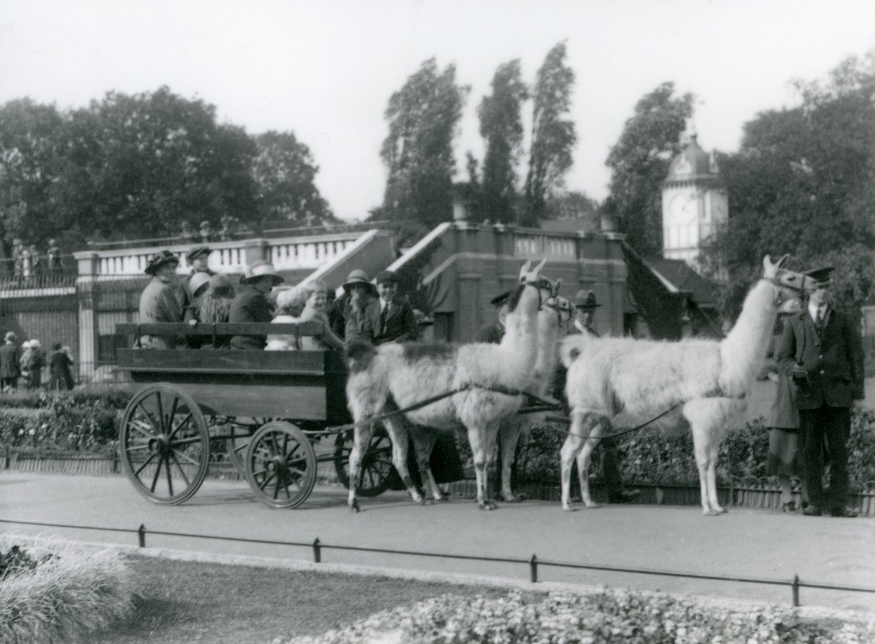 Eine Lama-Kutschfahrt für Besucher mit drei Lamas, die von Wärtern geführt werden, London Zoo, August 1923 von Frederick William Bond