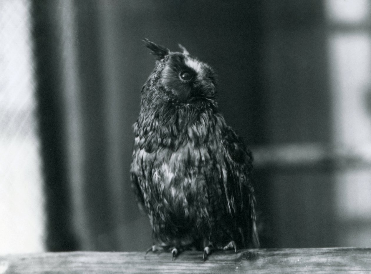 Ein Waldkauz im Londoner Zoo, Januar 1922 von Frederick William Bond