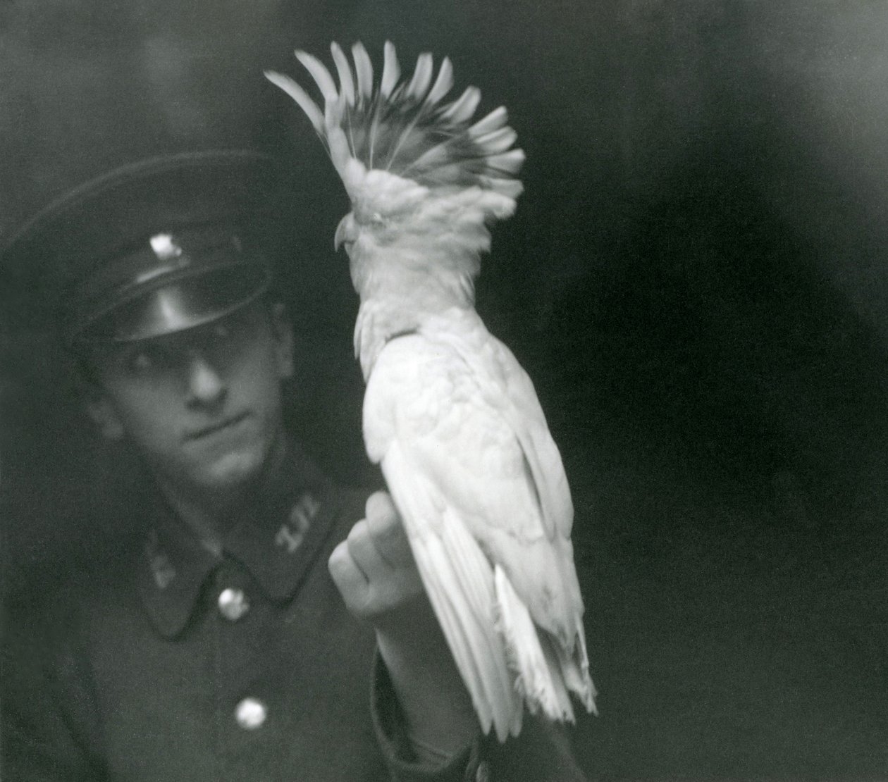 Ein Wärter hält einen jungen Kakadu im Londoner Zoo, September 1921 von Frederick William Bond