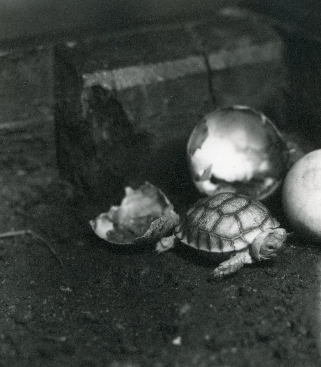 Ein frisch geschlüpfter Rillenschildkröte oder Afrikanische Spornschildkröte im Londoner Zoo, Juli 1922 von Frederick William Bond