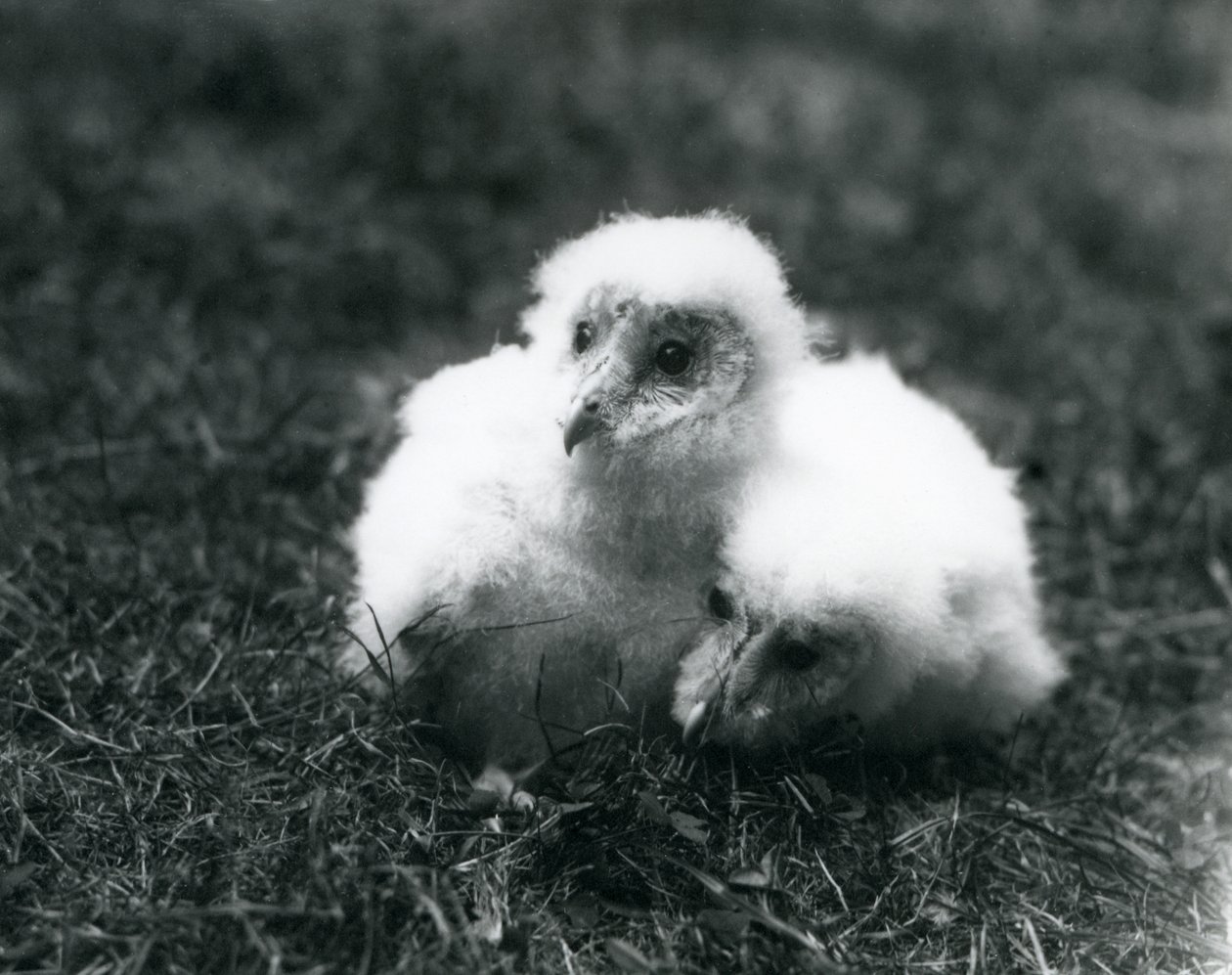 Ein Paar Schleiereulenküken im Londoner Zoo, August 1913 von Frederick William Bond