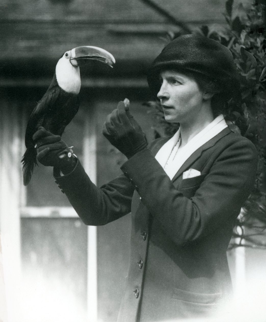 Ein Weißkehltukan wird von einer Dame gefüttert, während er auf ihrer behandschuhten Hand sitzt, London Zoo, 1923 von Frederick William Bond