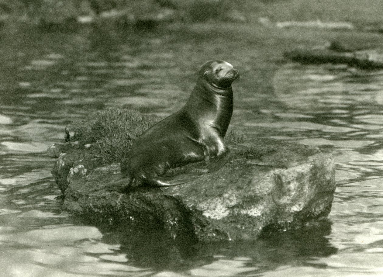 Ein junger kalifornischer Seelöwe sitzt auf einem Felsen in seinem Becken im Londoner Zoo, Oktober 1923 (Schwarz-Weiß-Foto) von Frederick William Bond