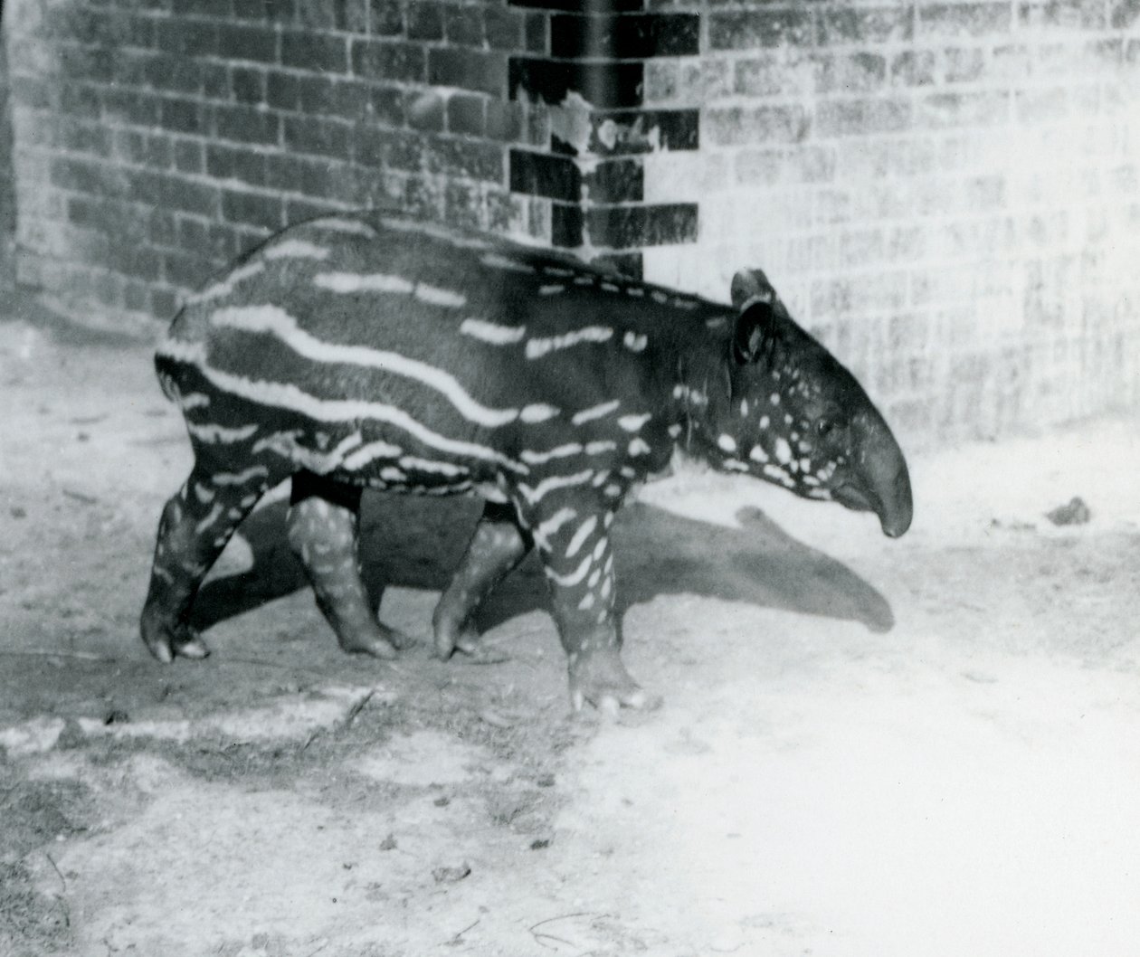 Ein junger malaiischer Tapir im Londoner Zoo, 5. Oktober 1921 von Frederick William Bond