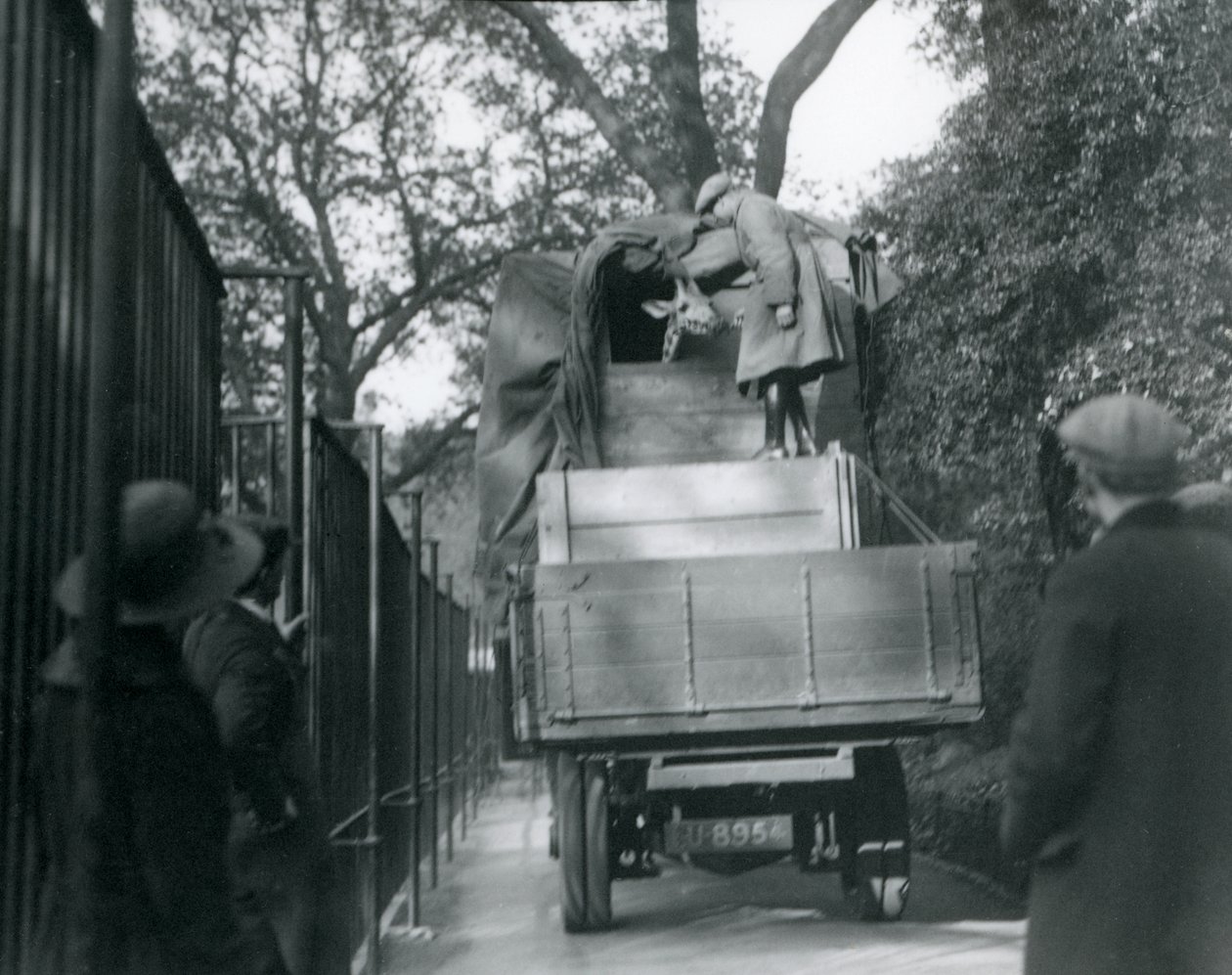 Eine junge Giraffe kommt im London Zoo an, Mai 1923 von Frederick William Bond