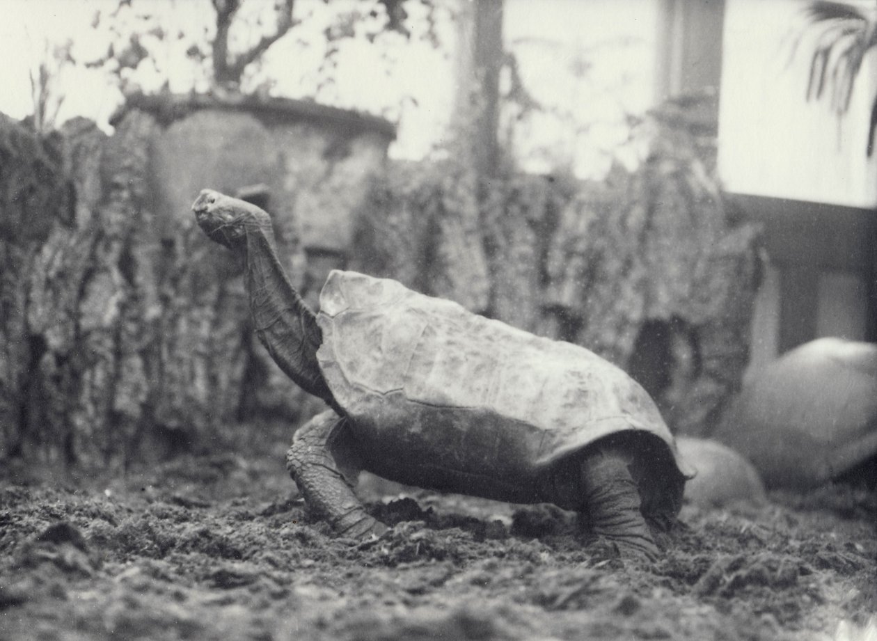Abingdon-Pinta-Insel-Riesenschildkröte im Londoner Zoo, März 1914 von Frederick William Bond