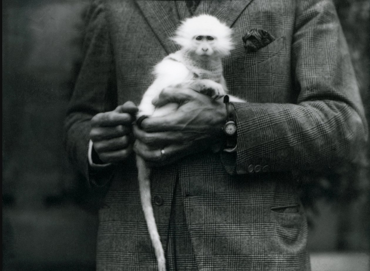Ein Albino-Altweltaffe, Gattung Ceropithecus, gehalten im Londoner Zoo, Juli 1922 von Frederick William Bond