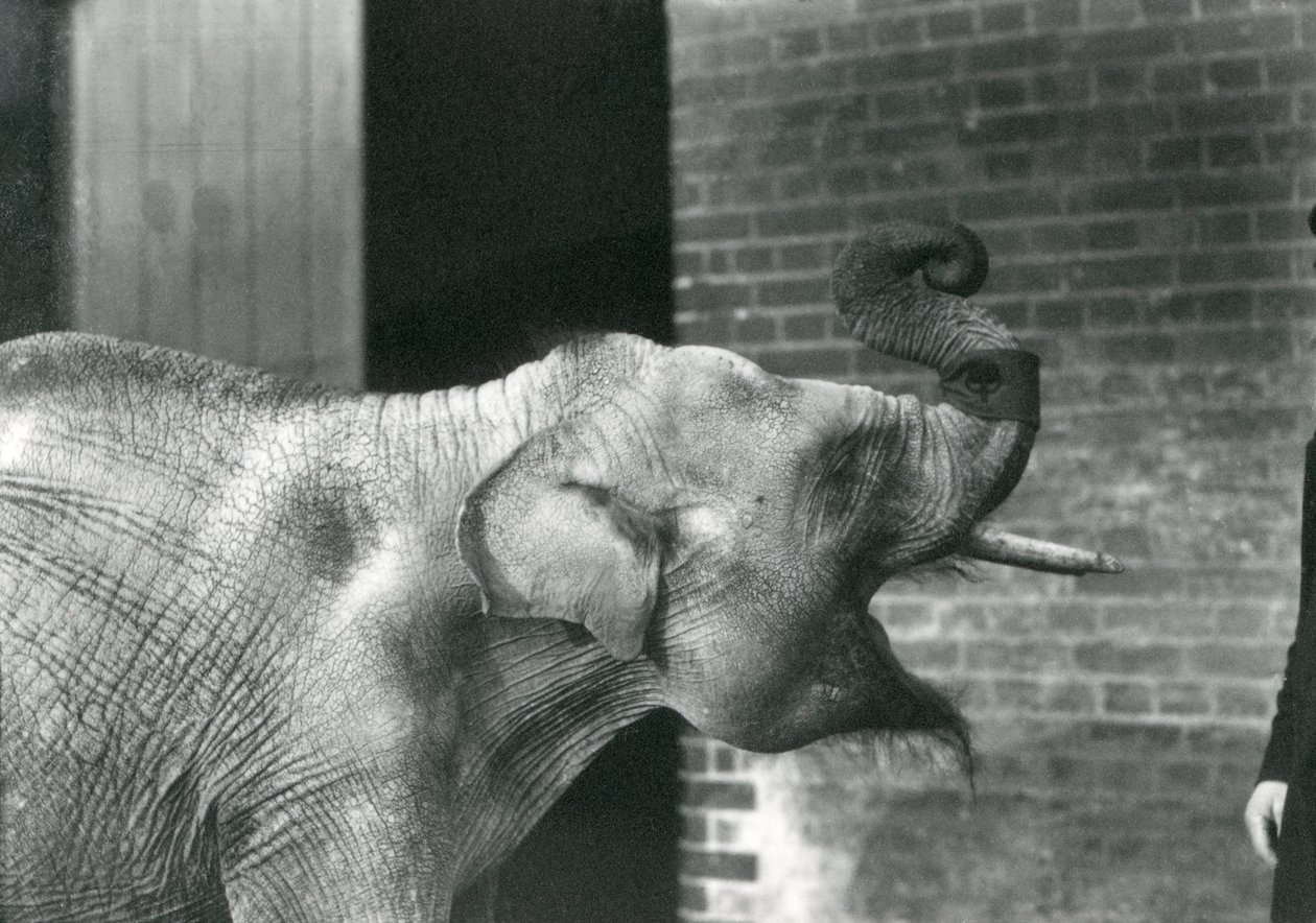 Baby-Asiatischer Elefant mit Wärter, Londoner Zoo, November 1915. Der Elefant trägt ein Armband um seinen Rüssel. von Frederick William Bond