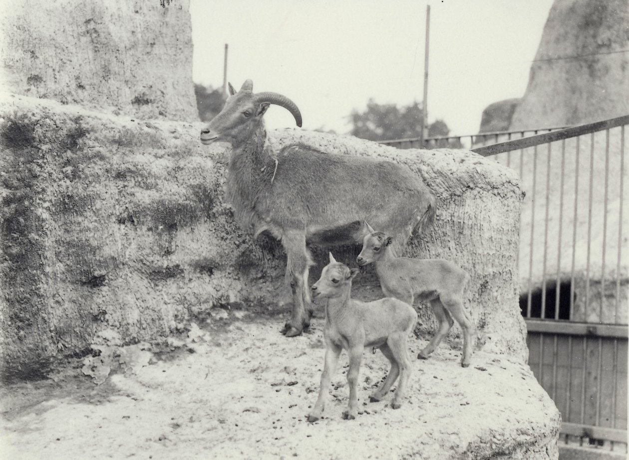 Barbary-Schafe mit zwei Jungen auf den Mappin Terrassen, Londoner Zoo, Juni 1916 von Frederick William Bond