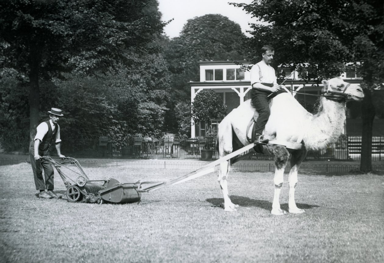 Kamel-Rasenmäher, geritten von Gärtner Fred Perry im Londoner Zoo, 1913 von Frederick William Bond