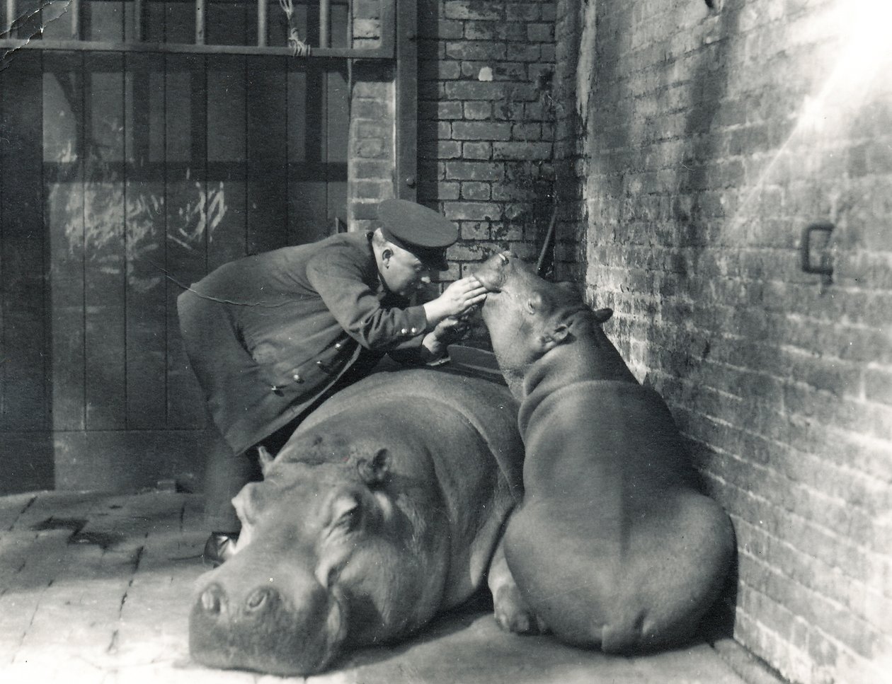 Gewöhnliche Flusspferde Jean und Jimmy mit Wärter Ernie Bowman, im ZSL London Zoo, März 1927 von Frederick William Bond