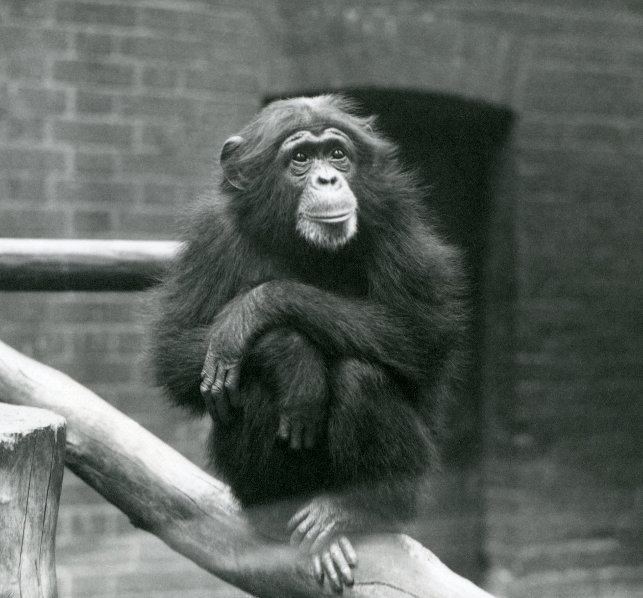 Schimpansin Daisy sitzt auf einem Ast in ihrem Gehege im Londoner Zoo, September 1923 von Frederick William Bond