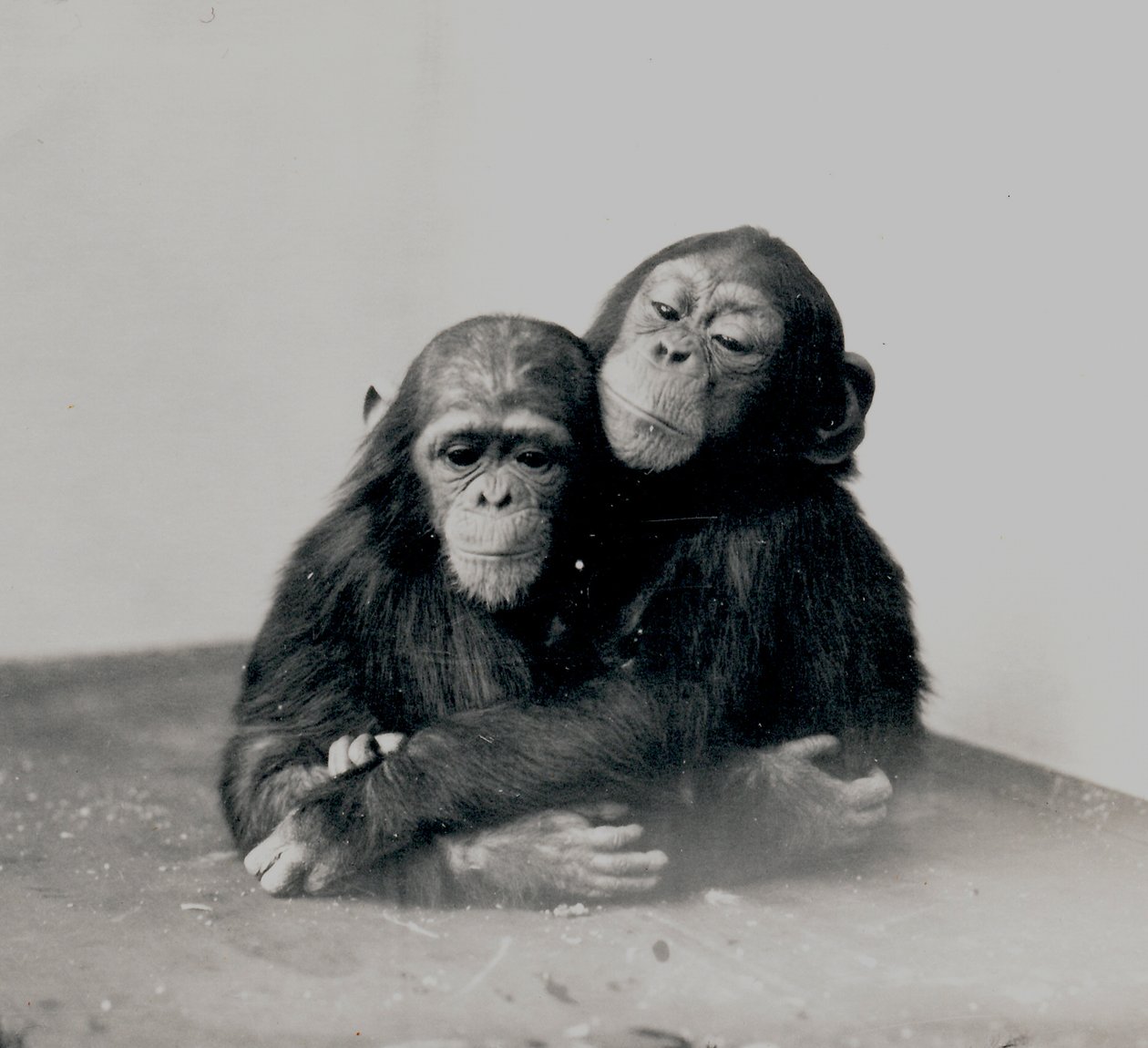 Johnnie und ein Freund, zwei Schimpansen des ZSL London Zoo, 1923 von Frederick William Bond