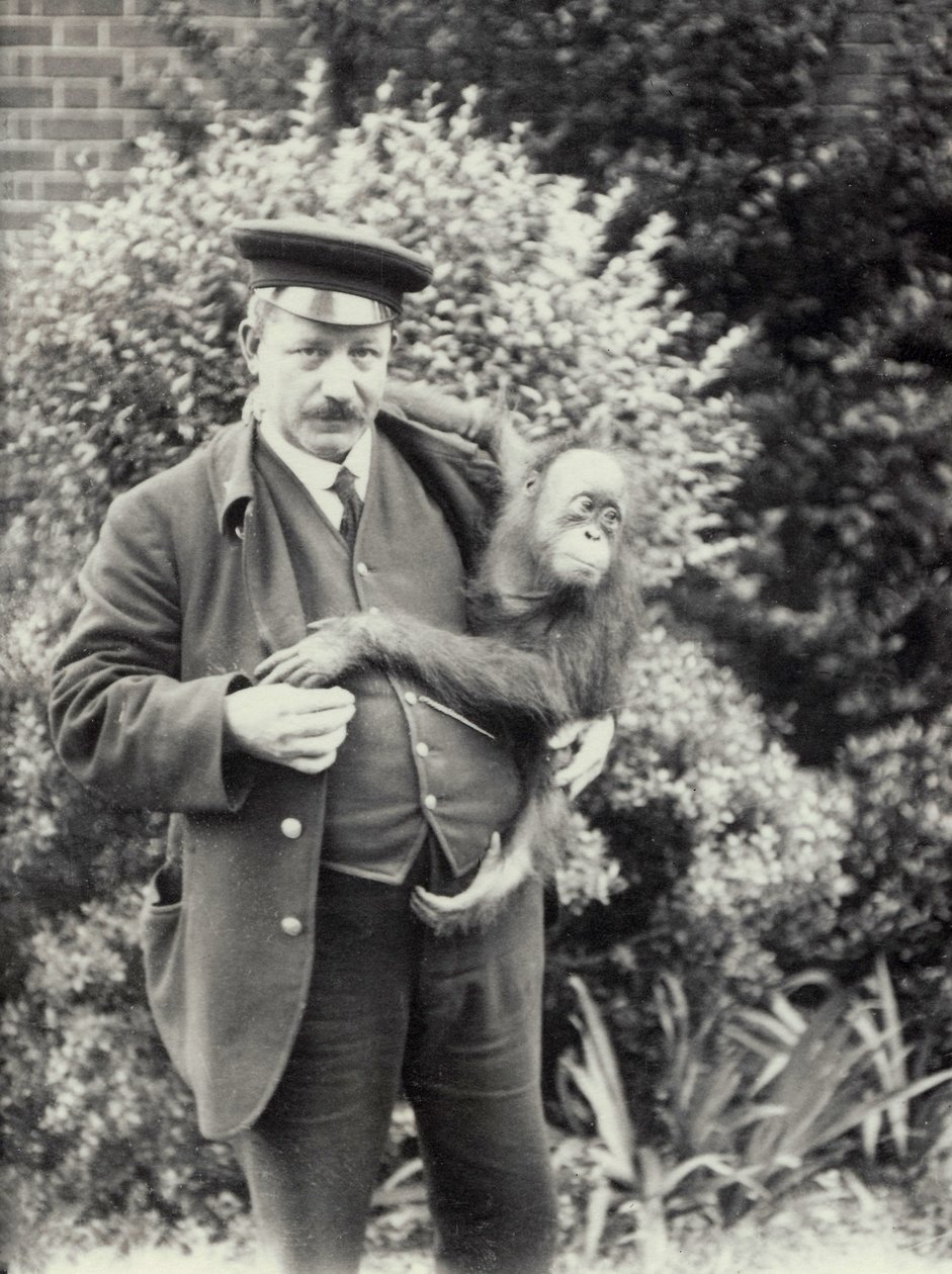 Tierpfleger Z. Rodwell hält einen jungen Orang-Utan im Londoner Zoo, Oktober 1913 von Frederick William Bond