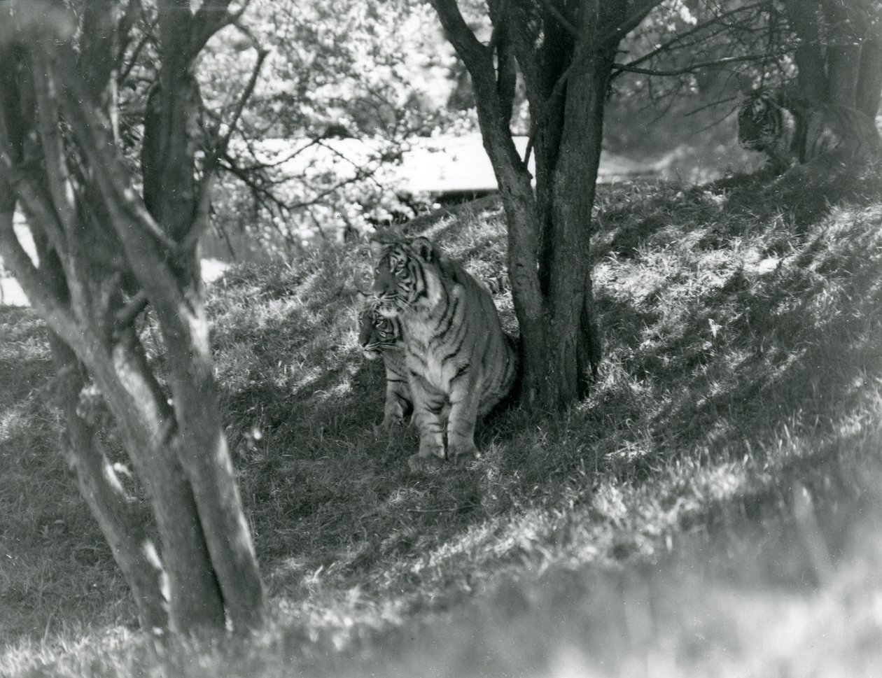 Drei Tiger ruhen unter kleinen Bäumen in ihrem neuen Gehege in Whipsnade, Mai 1934 von Frederick William Bond