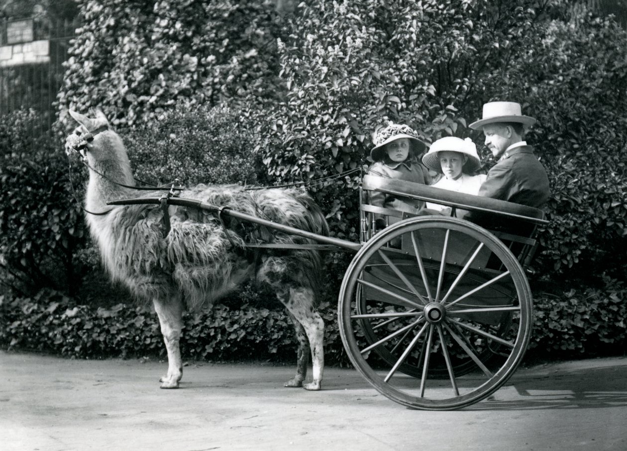 Drei Besucher, darunter zwei junge Mädchen, fahren in einem von einem Lama gezogenen Wagen, London Zoo, um 1912 von Frederick William Bond