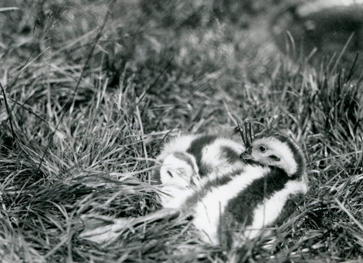 Zwei junge Andengänse im Londoner Zoo, August 1916 von Frederick William Bond