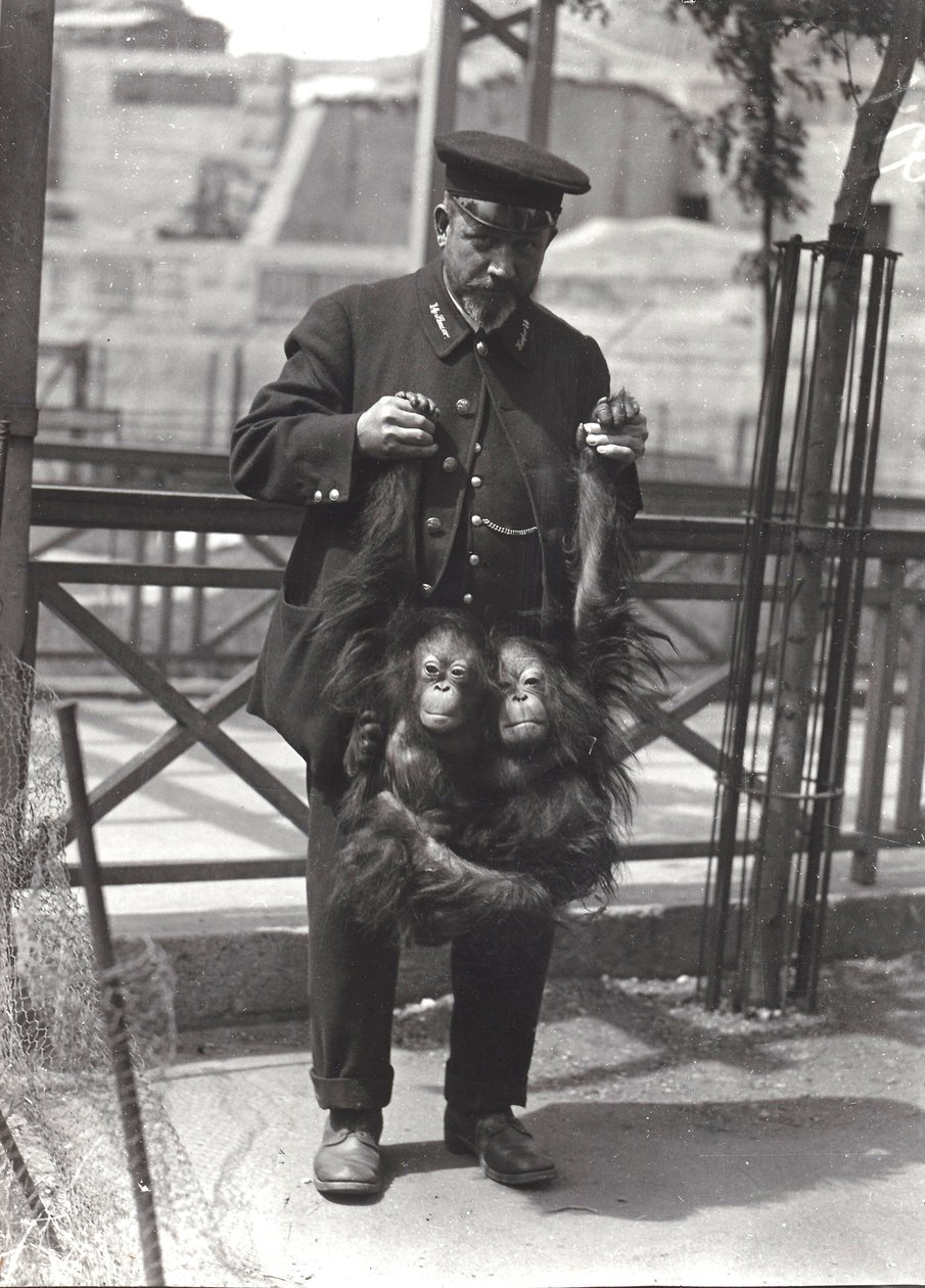 Zwei junge Orang-Utans, die von Wärter Rodwell im Londoner Zoo im April 1916 hochgehalten werden von Frederick William Bond