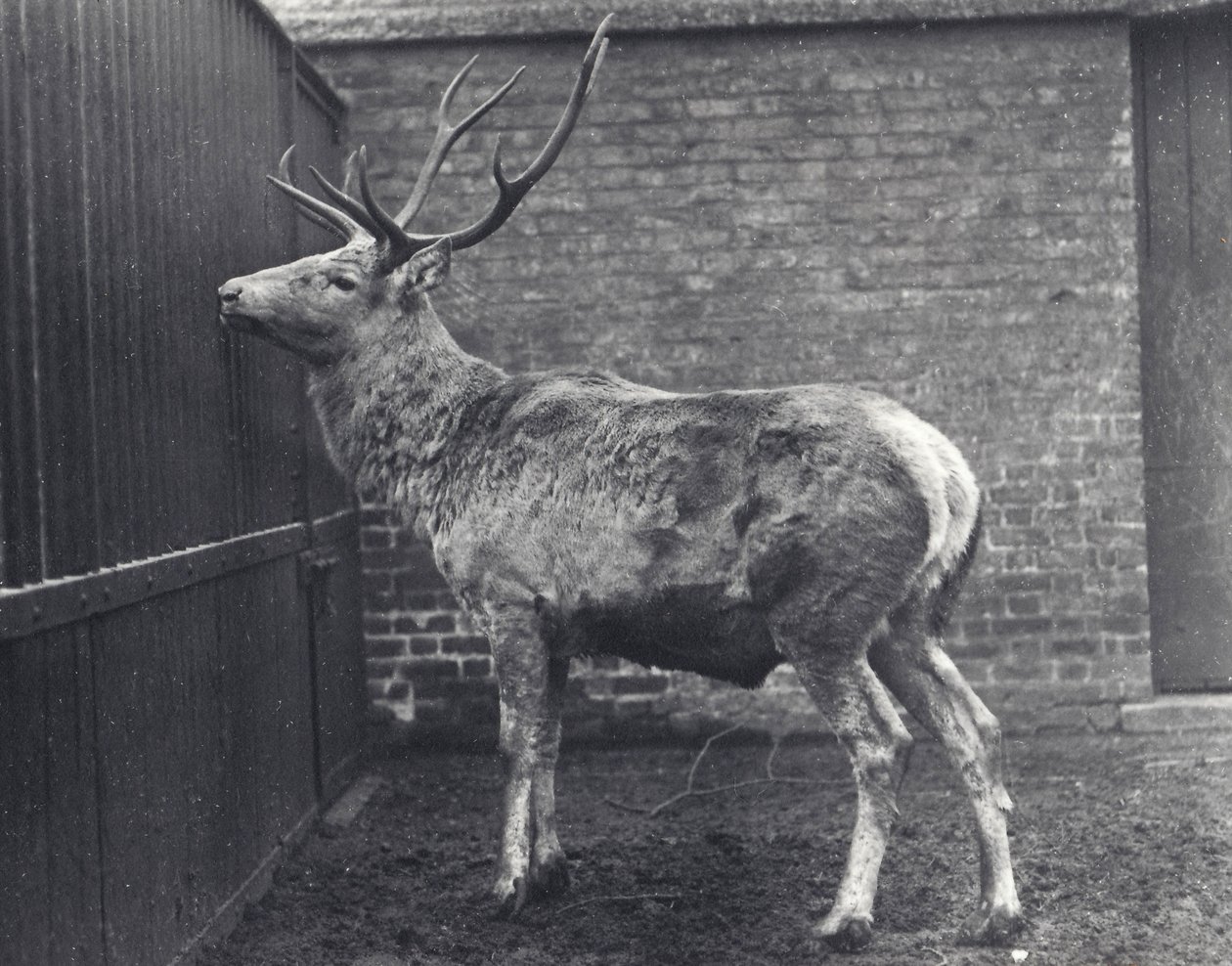 Wallichs Hirsch, auch bekannt als Shou, Zentralasiatischer oder Tibetischer Rothirsch, im Londoner Zoo, 1916 von Frederick William Bond