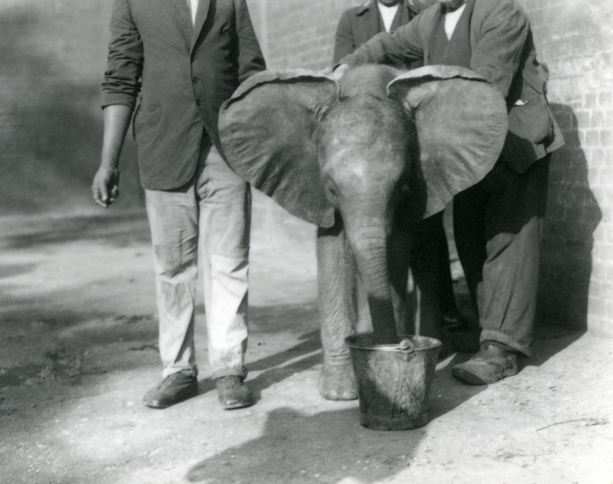 Der junge afrikanische Elefant Kiberenge wird von Darisha und seinen Pflegern getränkt, London Zoo, September 1923 von Frederick William Bond