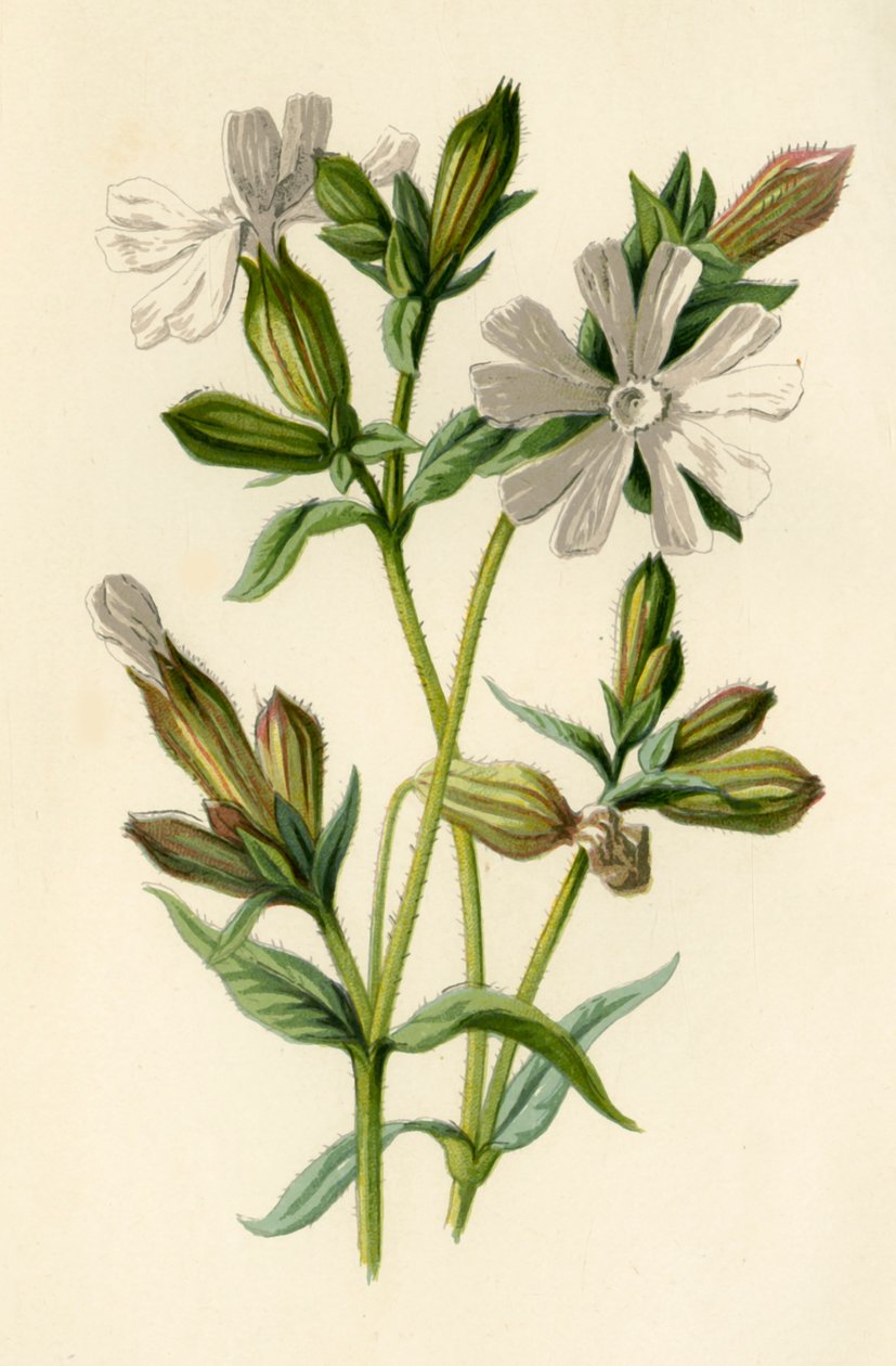 Weiße Lichtnelke, 1877 von Frederick Edward Hulme
