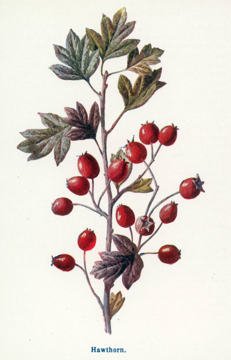 Wilde Früchte der Landschaft: Weißdorn von Frederick Edward Hulme