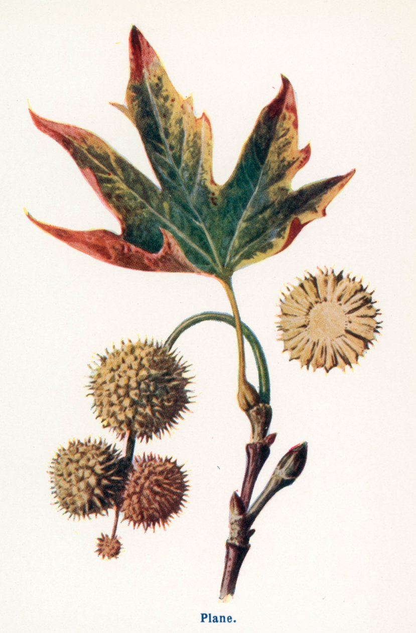 Wilde Früchte der Landschaft: Platane von Frederick Edward Hulme