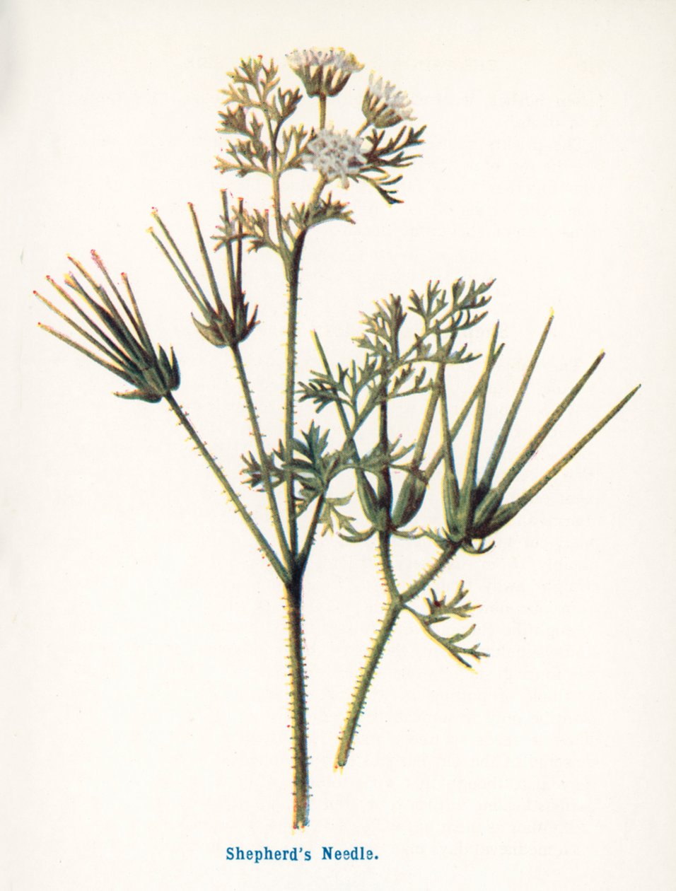 Wilde Früchte der Landschaft: Hirtennadel von Frederick Edward Hulme