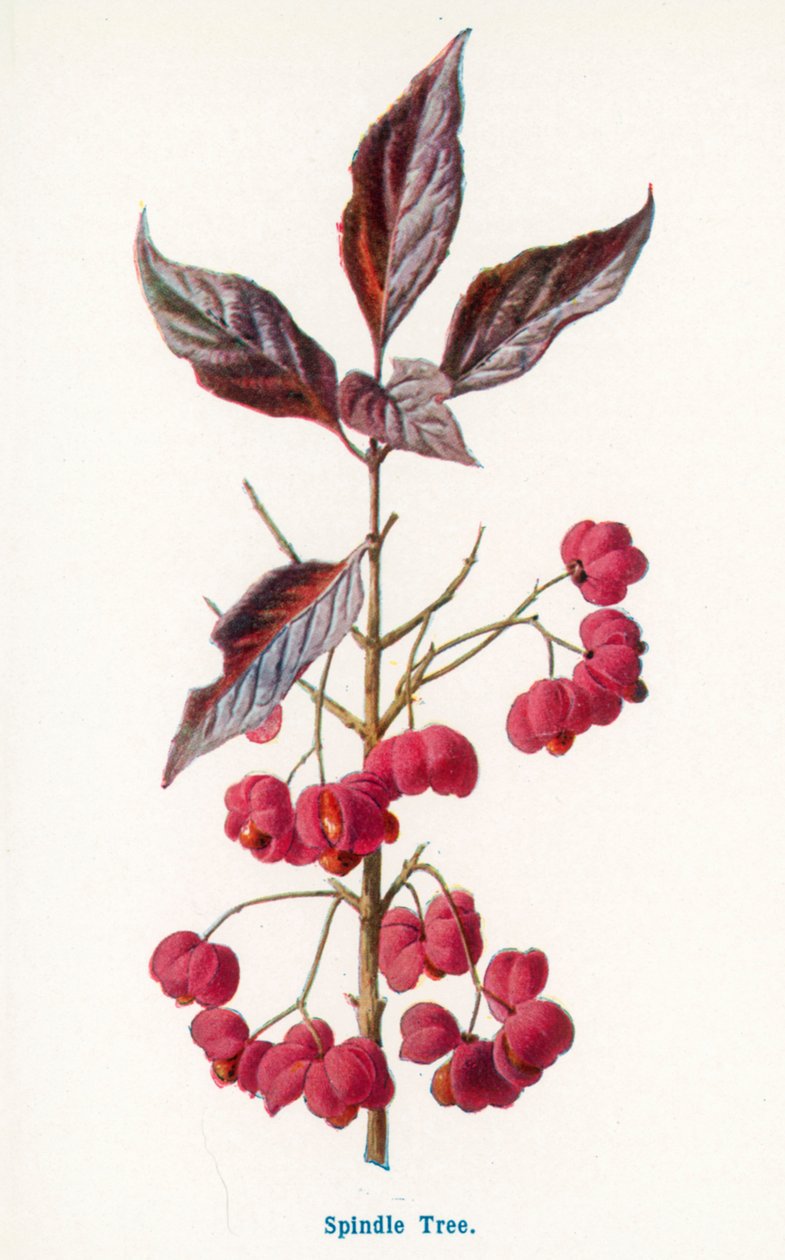 Wilde Früchte der Landschaft: Spindelbaum von Frederick Edward Hulme