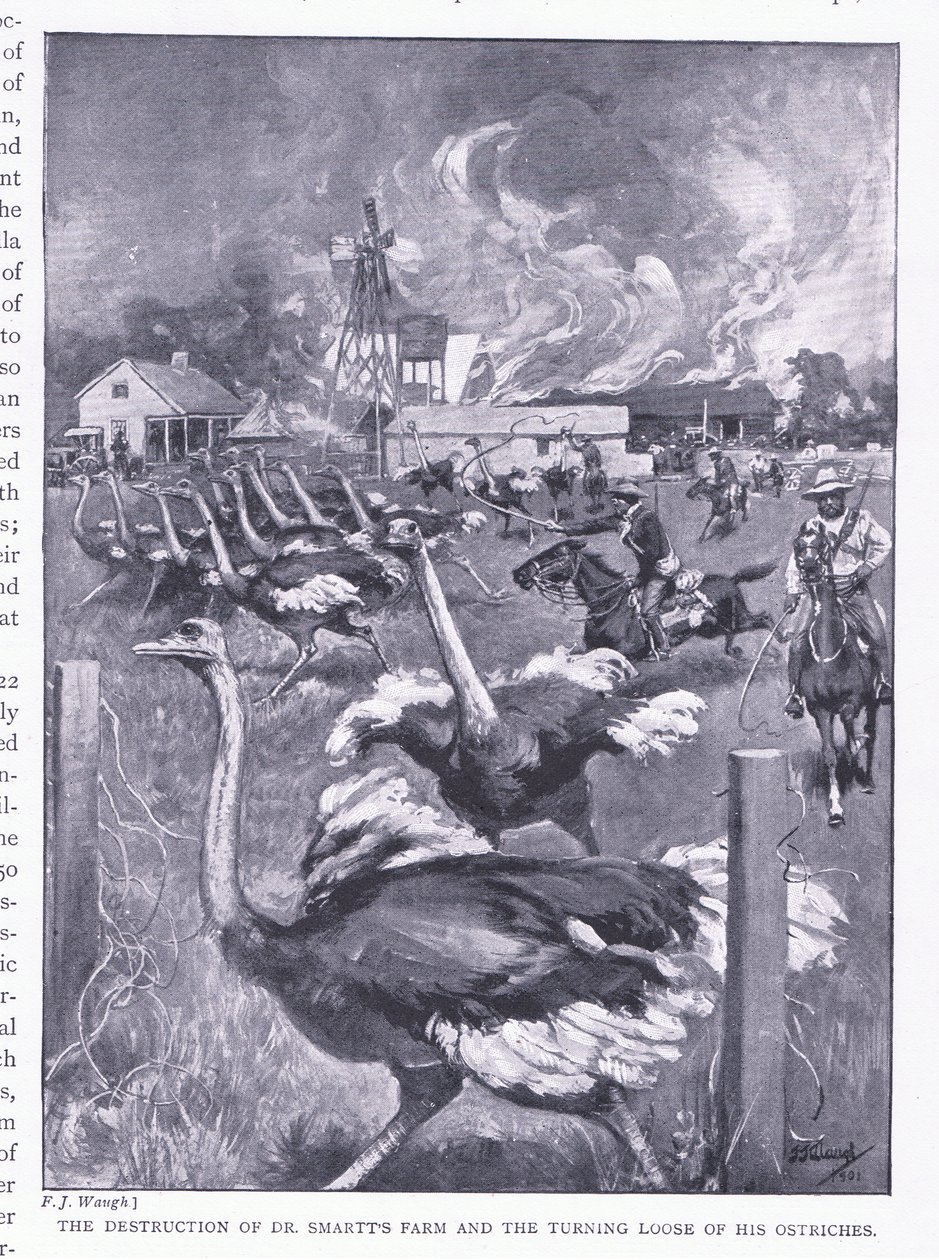 Die Zerstörung von Dr. Smarts Farm und das Freilassen der Strauße, aus After Pretoria: Der Guerillakrieg veröffentlicht von Harmsworth Bros Limited, 1901 von Frederick Judd Waugh