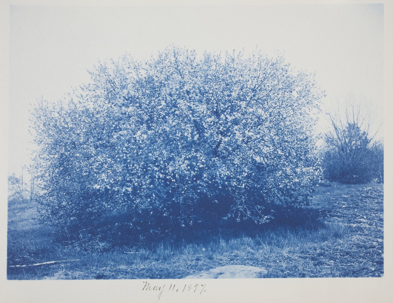 Ohne Titel, 11. Mai von Frederick K. Coulson
