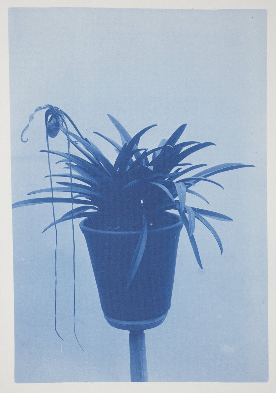 Ohne Titel, spätes 19. bis frühes 20. Jahrhundert von Frederick K. Coulson