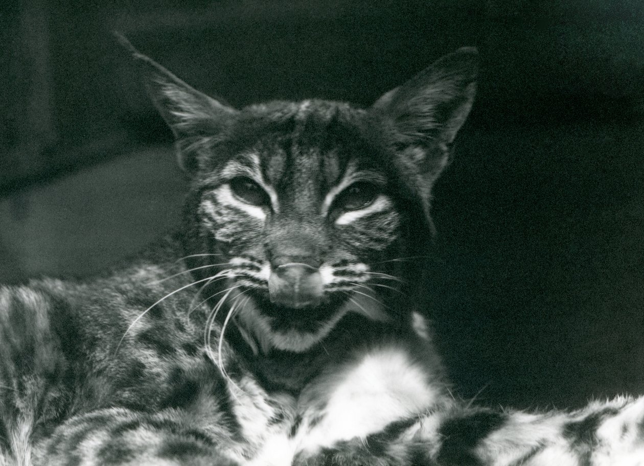 Ein Baby-Luchs leckt sich die Lippen, Londoner Zoo, Juni 1925 von Frederick William Bond