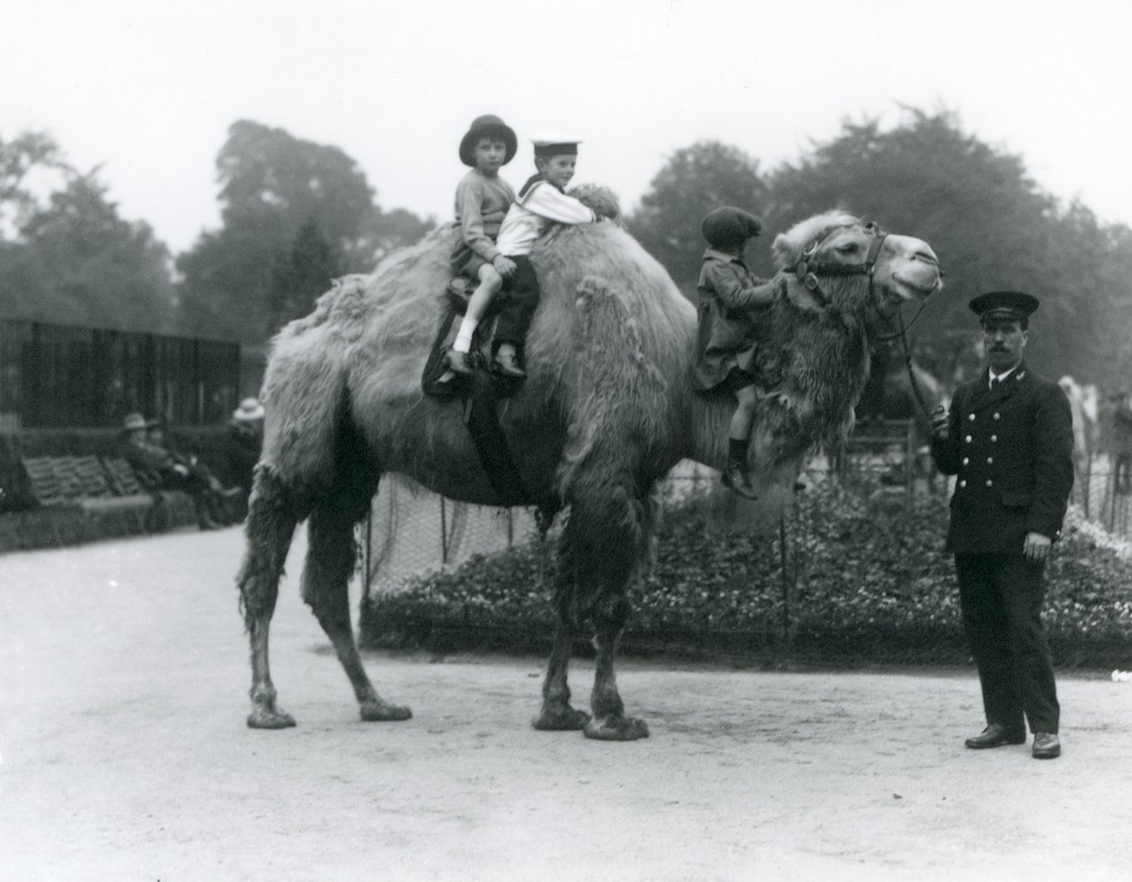 Eine Bactrian-Kamel-Fahrt mit Wärter Harry Warwick im Londoner Zoo, Juni 1924 von Frederick William Bond