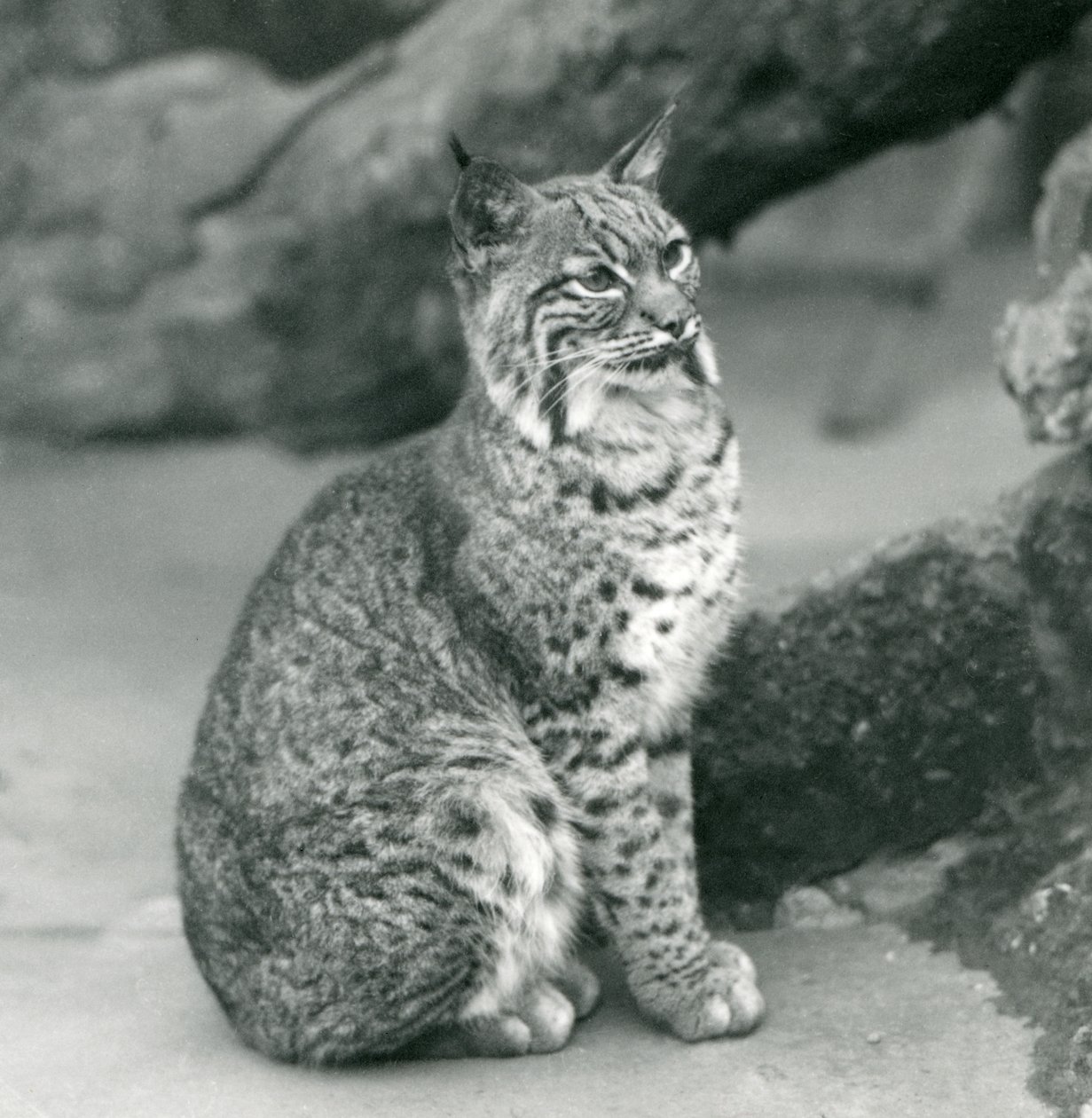 Ein Rotluchs im Londoner Zoo, März 1927 von Frederick William Bond