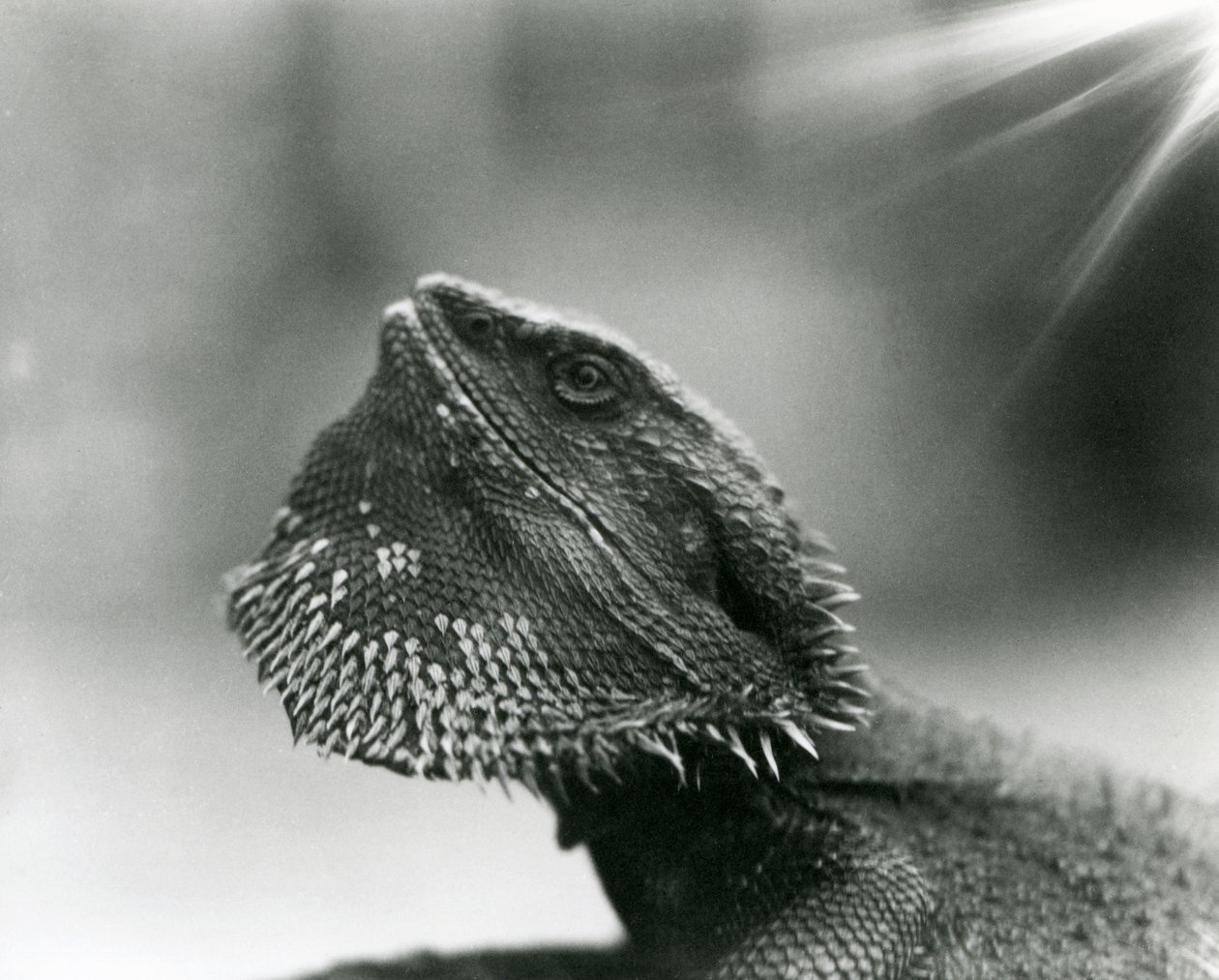 Ein bärtiger Leguan schaut 1930 im Londoner Zoo nach oben (s/w Foto) von Frederick William Bond