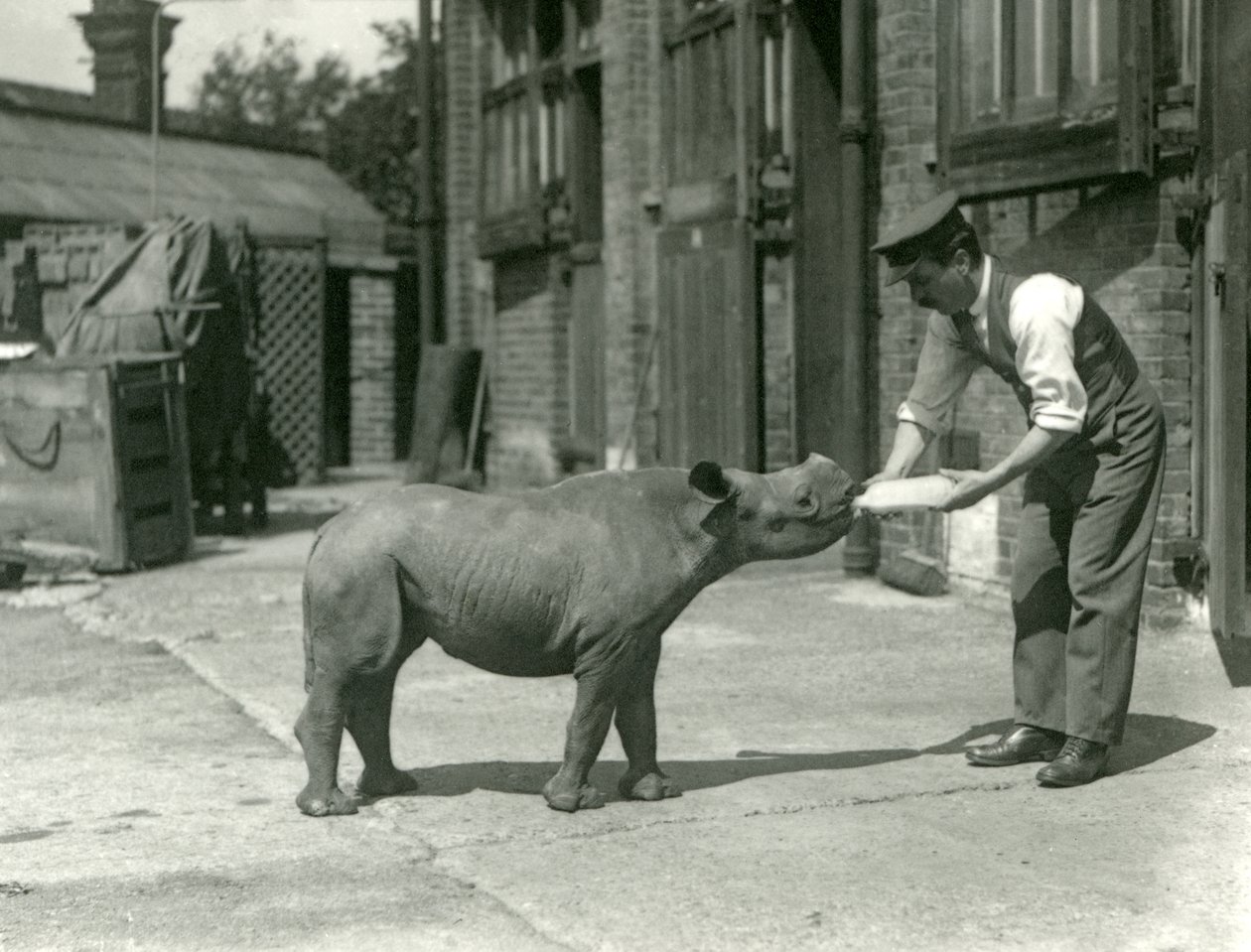 Ein Schwarzes Nashornkalb wird von seinem Pfleger mit der Flasche gefüttert, London Zoo, September 1928 von Frederick William Bond