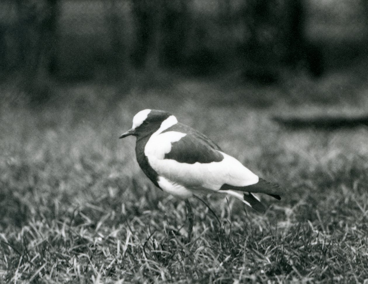 Ein Kiebitzschmied auf dem Gras im Londoner Zoo, August 1927 von Frederick William Bond
