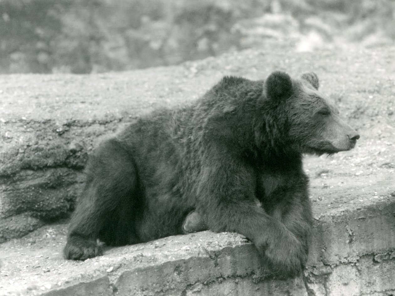 Ein Braunbär ruht auf einem Vorsprung im Londoner Zoo, 1924 von Frederick William Bond