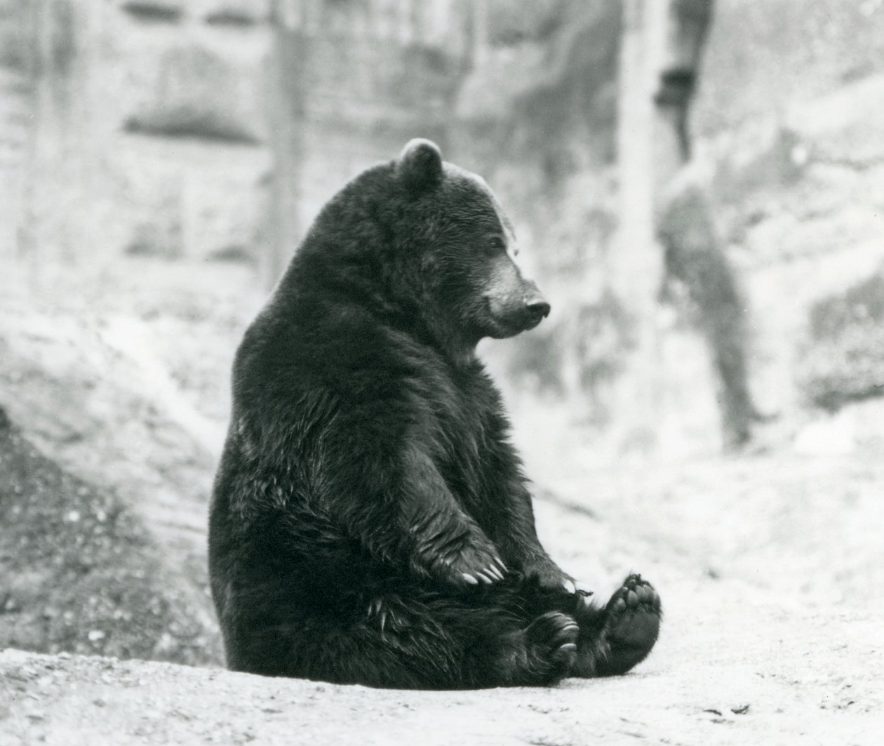 Ein Braunbär sitzt auf den Felsen der Mappin Terrassen, Londoner Zoo, Juni 1928 von Frederick William Bond