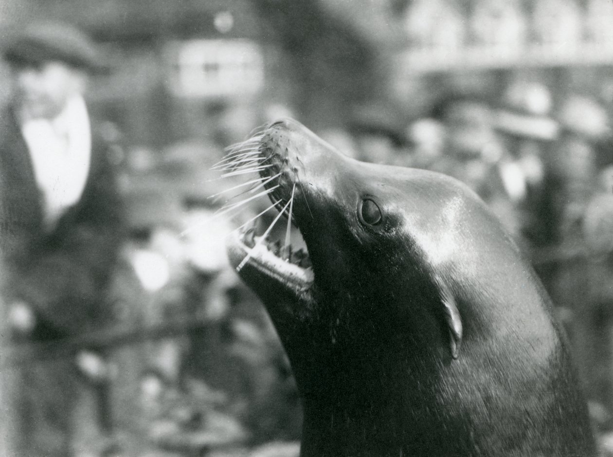 Ein Kalifornischer Seelöwe im Londoner Zoo, Oktober 1924 von Frederick William Bond