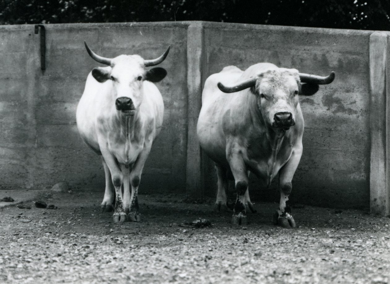 Ein Chartley-Bulle und eine Kuh im Londoner Zoo, Juli 1924 von Frederick William Bond