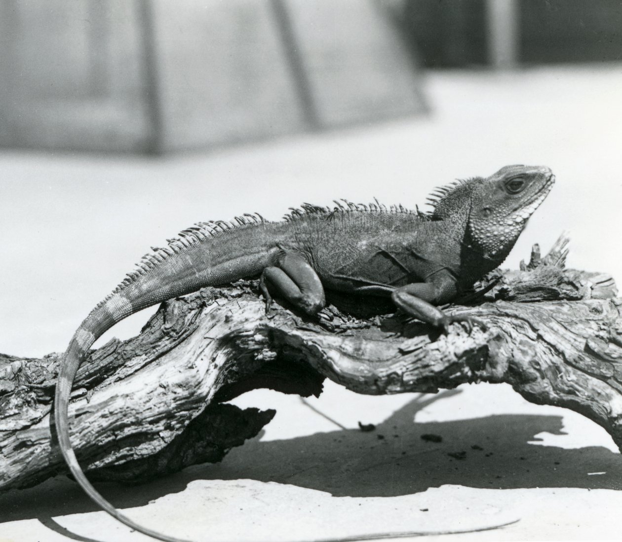 Ein chinesischer/asiatischer/thailändischer/grüner Wasserdrache ruht auf einem Baumstamm im Londoner Zoo im Jahr 1928 (s/w Foto) von Frederick William Bond