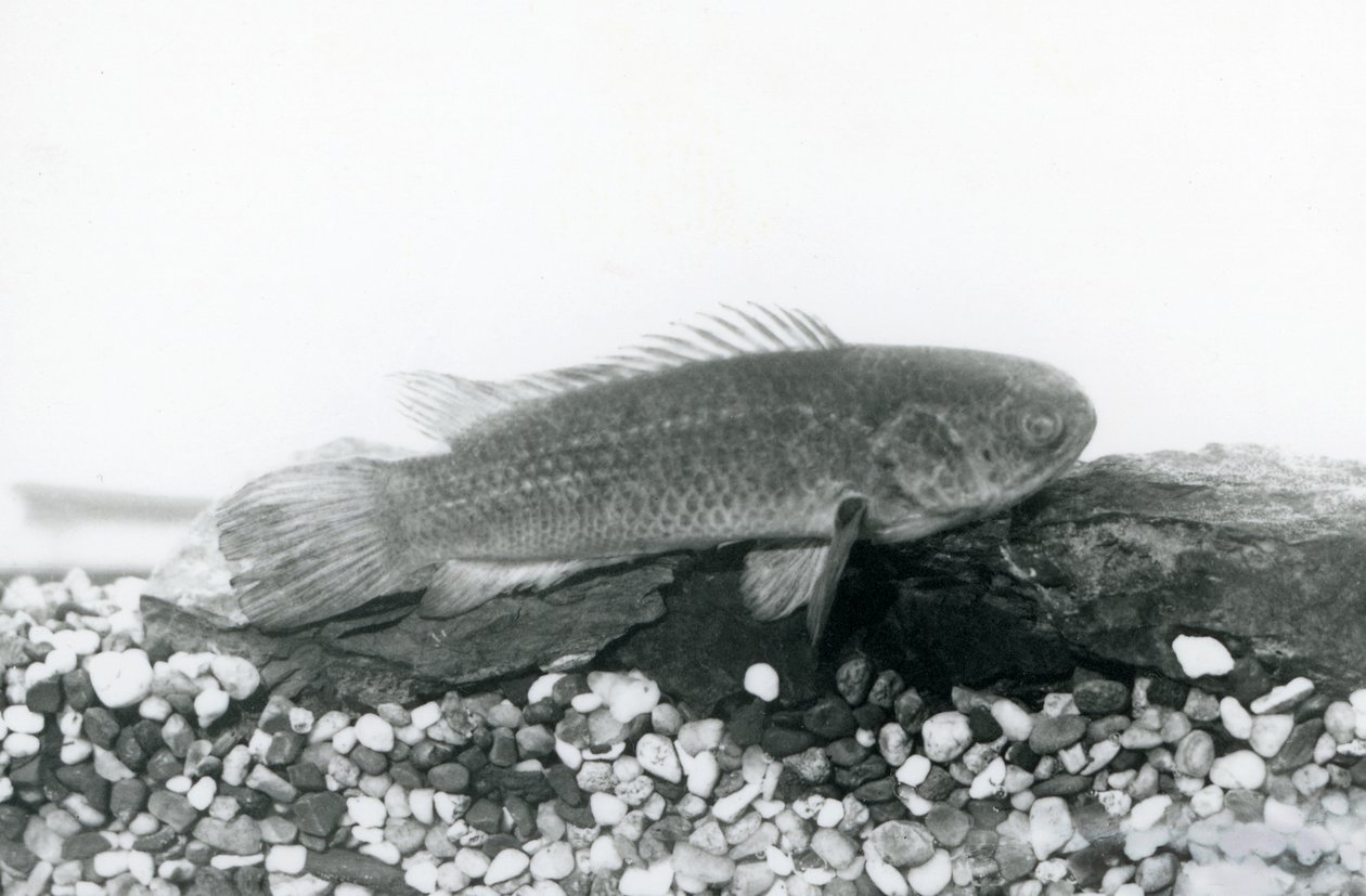 Ein Kletterfisch ruht auf Felsen und Kies am Boden seines Tanks, im Wasser im London Zoo, September 1928 von Frederick William Bond