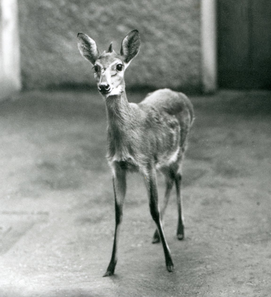 Ein gekrönter Sahel-Westafrikanischer Buschduiker im Londoner Zoo im August 1927 von Frederick William Bond