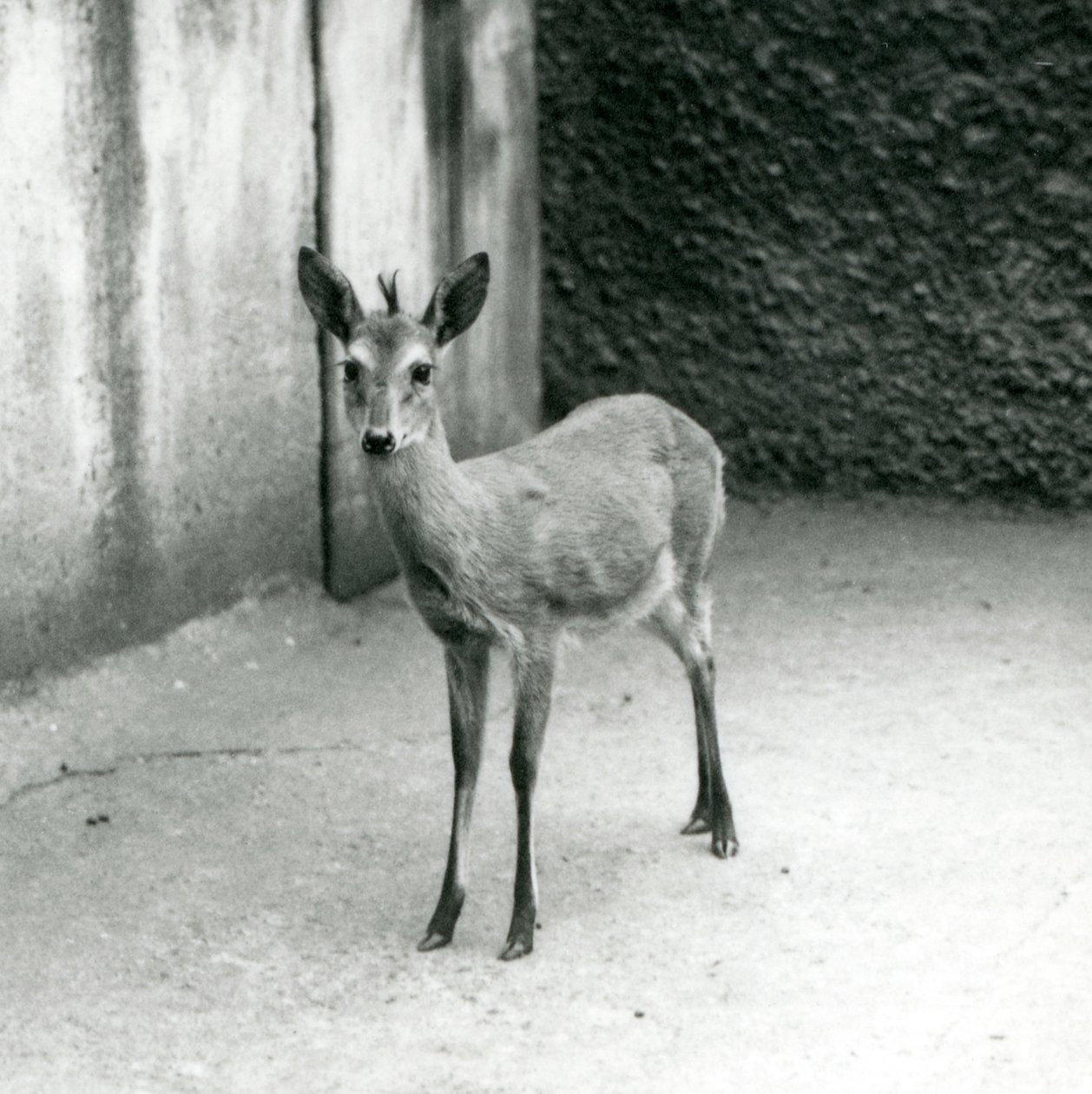 Ein gekrönter Sahel-Westafrikanischer Buschduiker im Londoner Zoo im August 1927 von Frederick William Bond