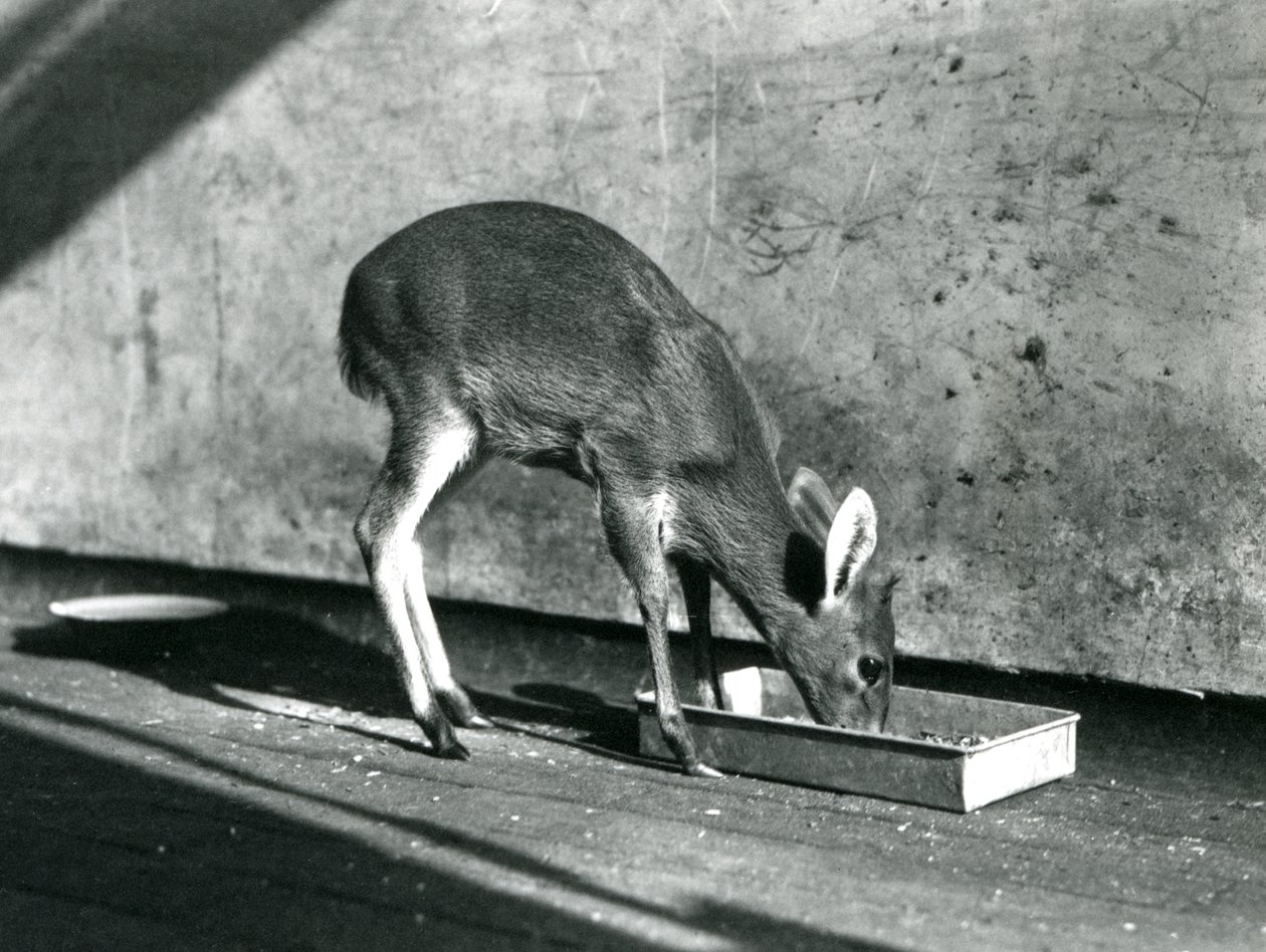 Ein Duiker, der von einem Tablett auf dem Boden frisst, Londoner Zoo, Juli 1925 von Frederick William Bond